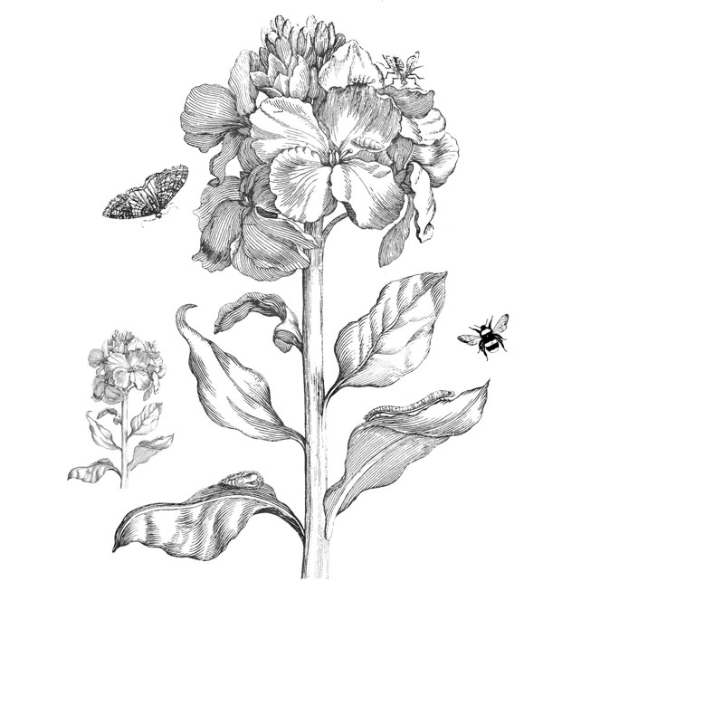 #2349 - Big Flower - Nature